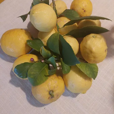 Suncica شقة مالي لوشينغْ