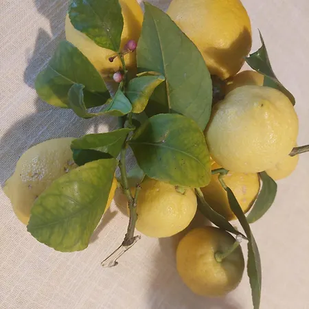 Διαμέρισμα Suncica *