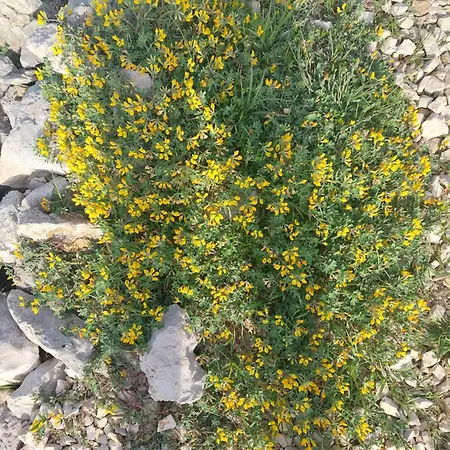 Suncica Mali Losinj