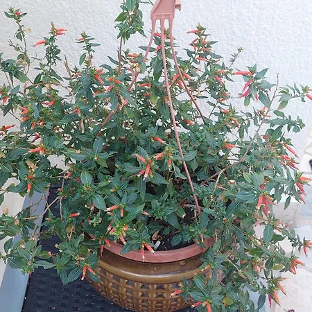 Suncica
